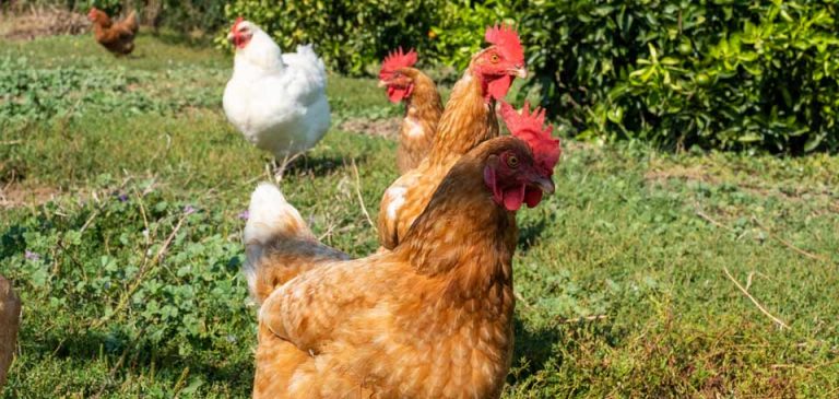 Lawn Road Retreat Chooks