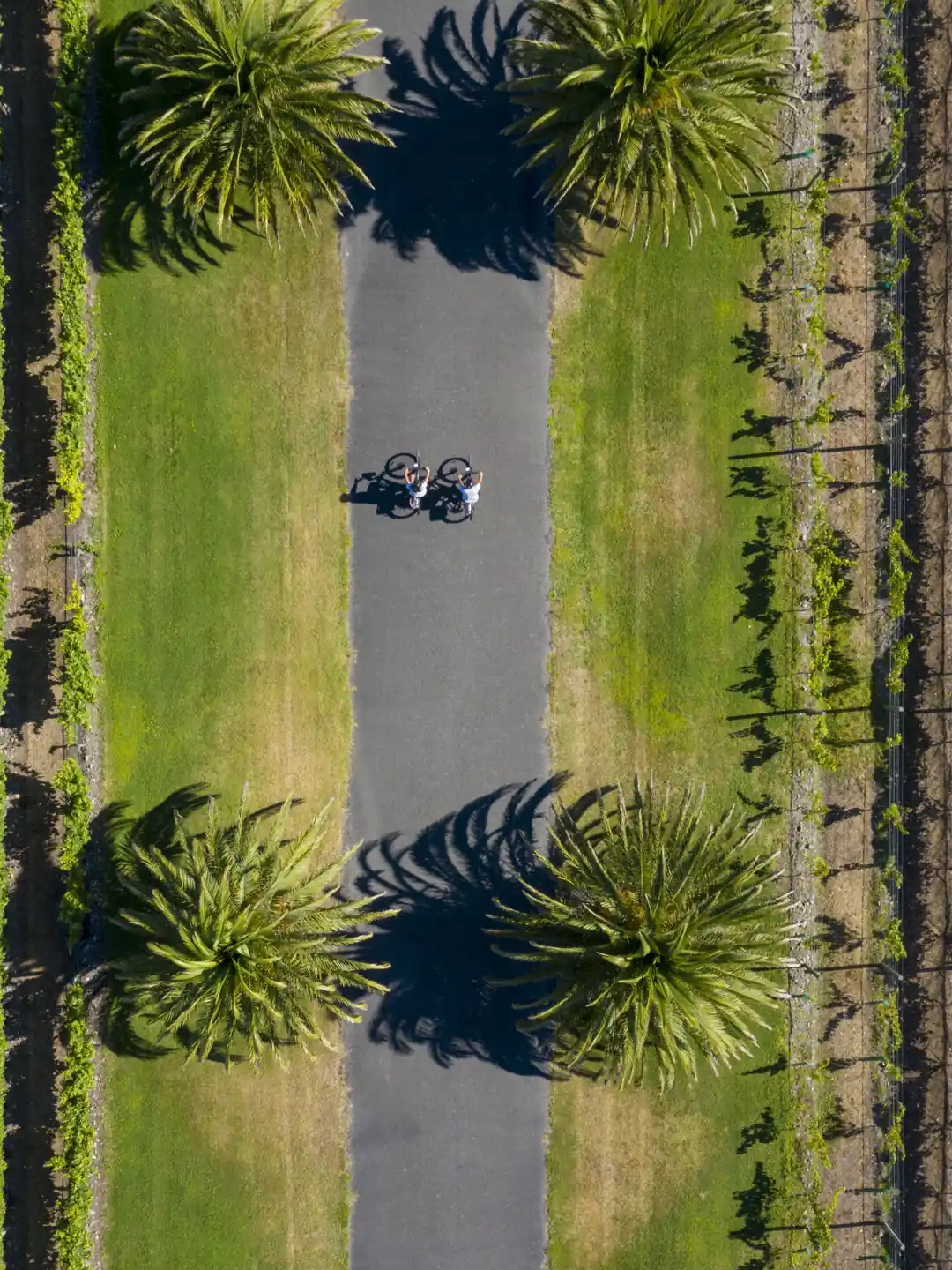 Aerial view of cyclists on the driveway to Elephant Hill winery, Hawke's Bay